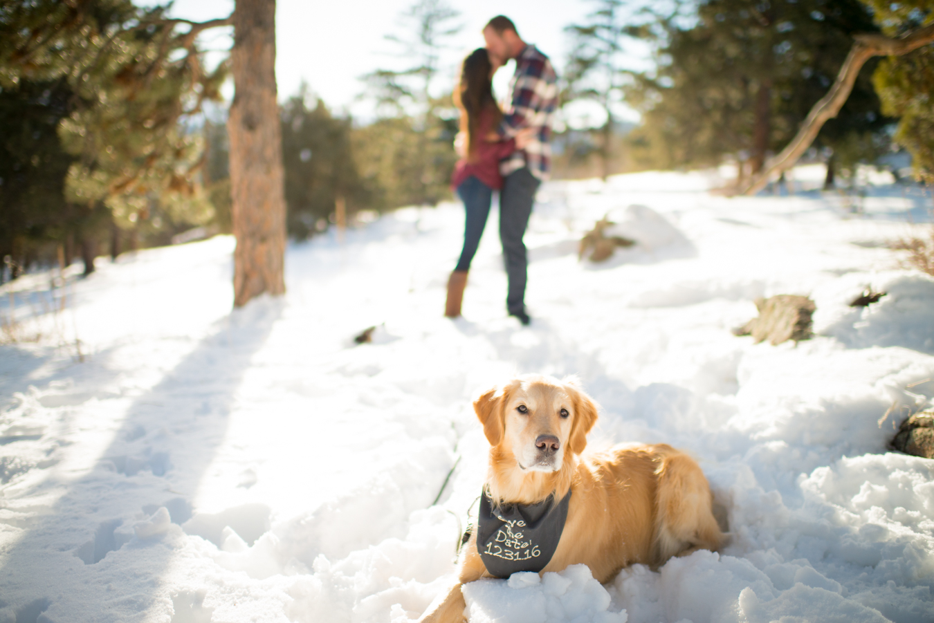 Engagement at Mount Falcon Park with a Golden Retriever Dog