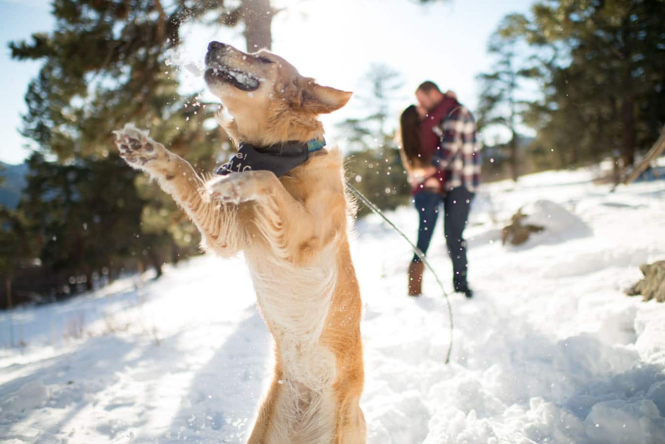 Golden-Retriever-Dog-Jumping-for-Snowball-on-Colorado-Mountain-Engagement-Photo