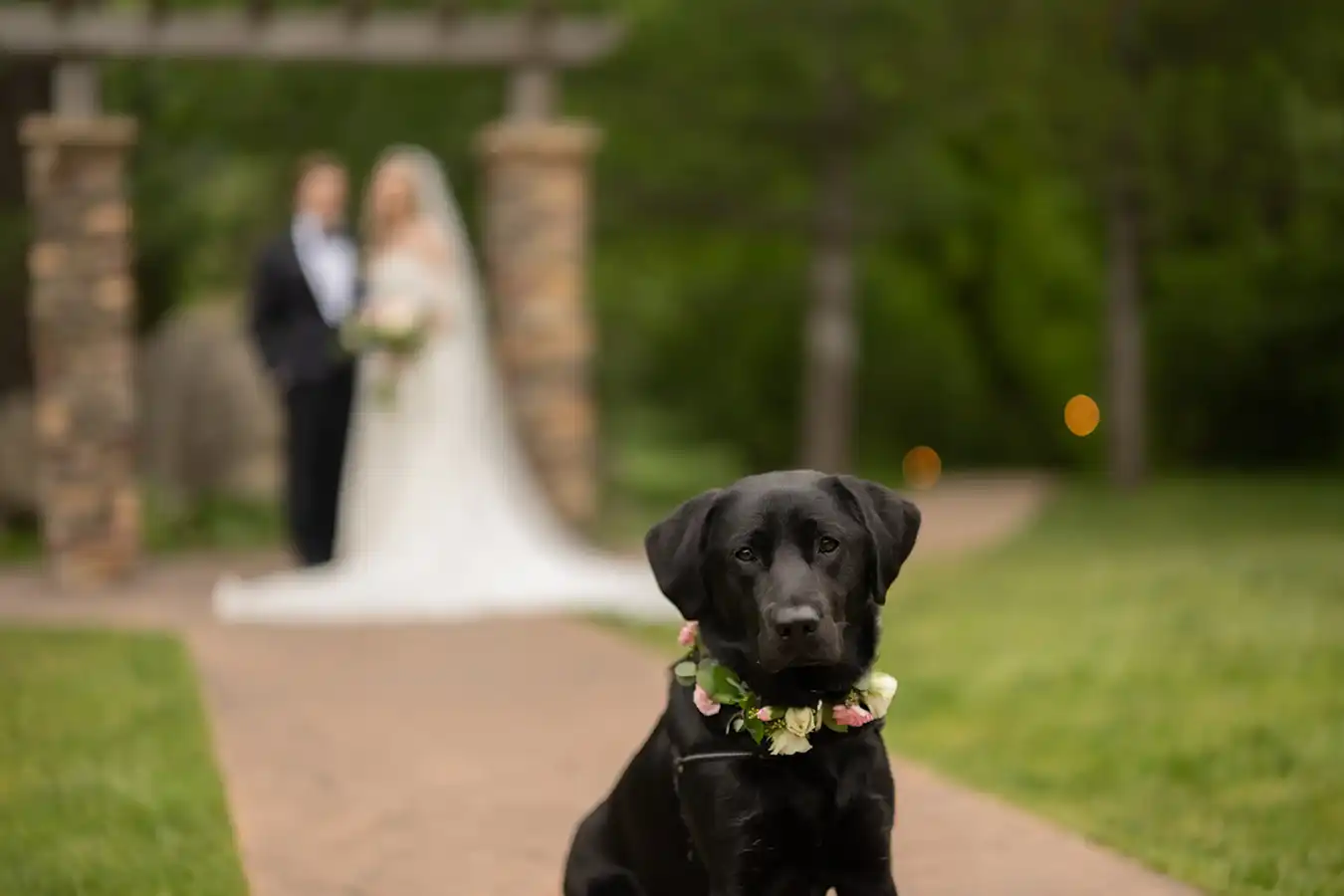 Boulder Creek Wedgewood Wedding Dog with Bokeh
