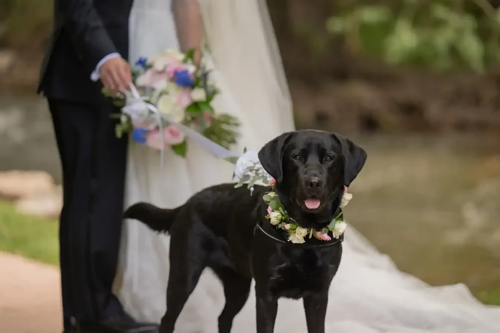 Boulder Creek Wedgewood Wedding Dog with Flower Collar