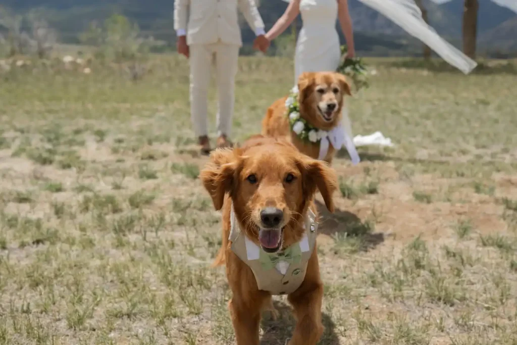 The Barn at Sunset Ranch Wedding Happy Golden Retrievers